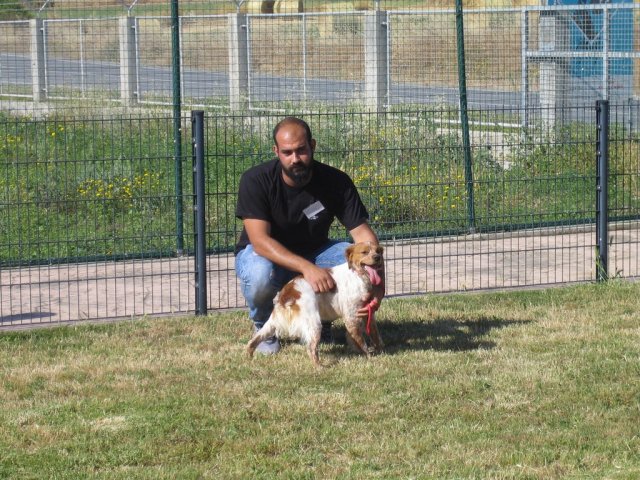 17th National Breed Show